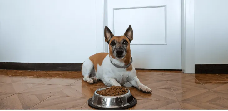 Dlaczego mój pies nie je