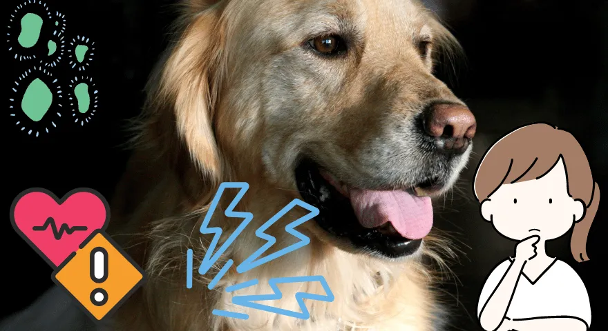 Zakaj moj pes ponoči sopiha