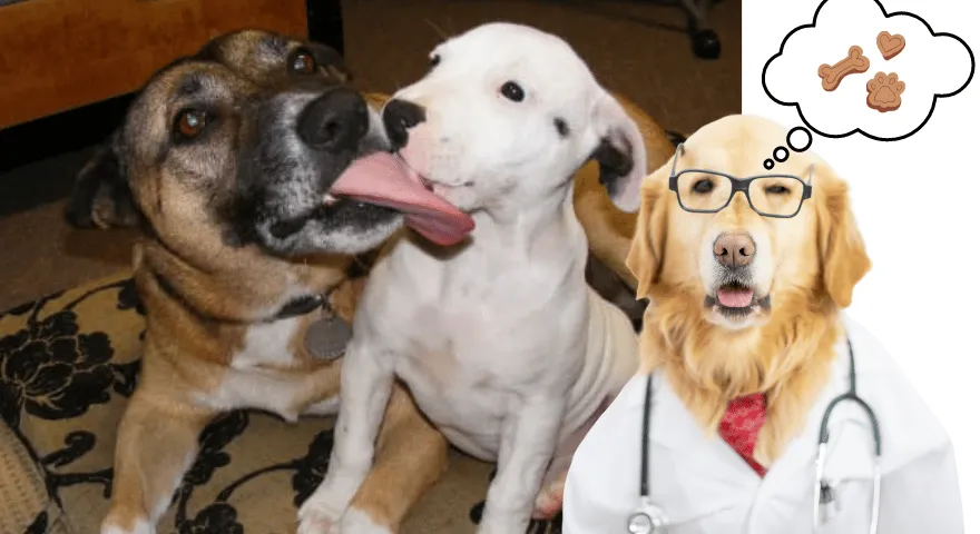 Hvorfor slikker hunder hverandres tenner