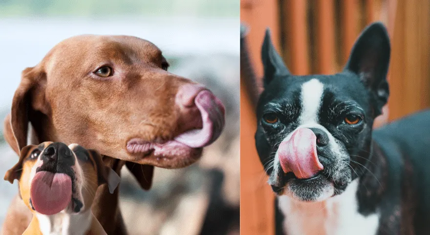 Når er slikkeatferden en bekymring