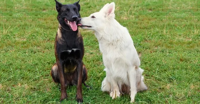 Hvorfor slikker hunder hverandres tenner