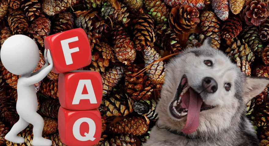 Addestra il tuo cane a non mangiare pigne