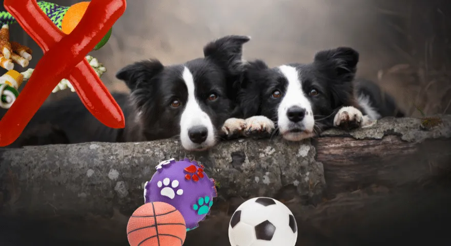 Dlaczego psy lubią skrzypiące zabawki