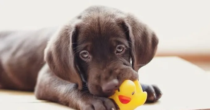 Зашто пси воле играчке које шкрипе?