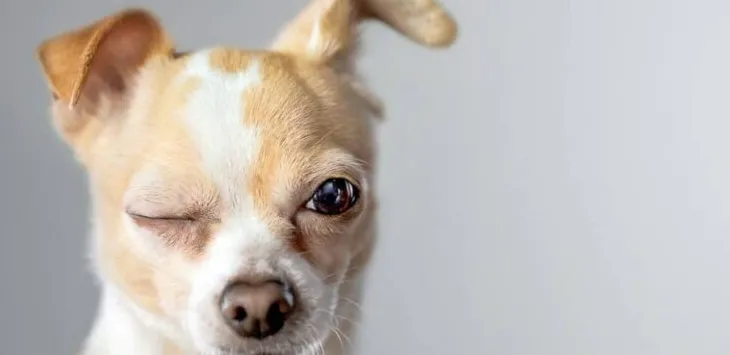 Miks koerad pilgutavad silmi ja mida peaksite sellega tegema?