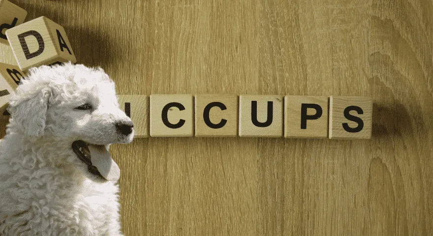 Pomóż swojemu szczeniakowi