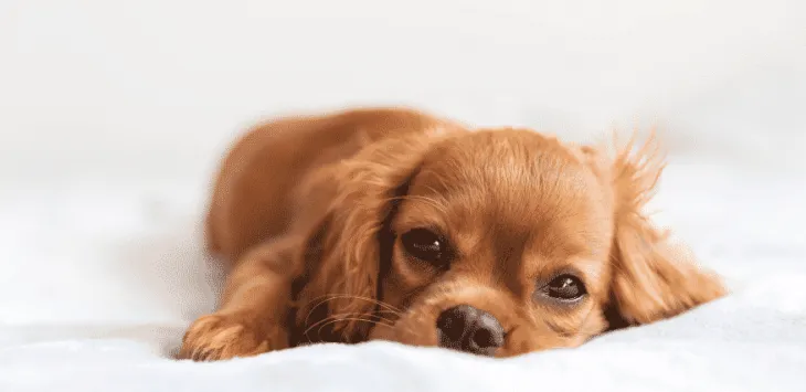 Kutsikad ja luksumine selgitatud