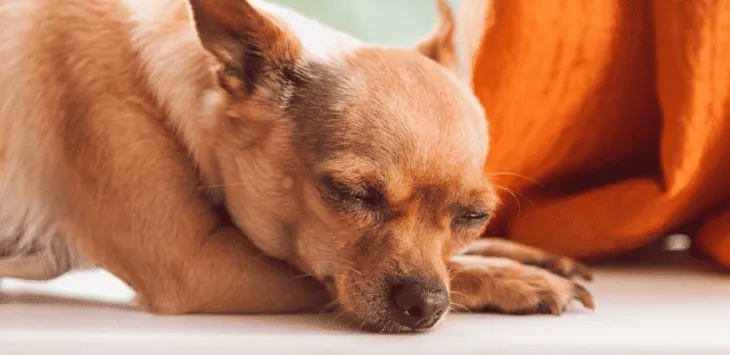 개들이 잠잘 때 움직이는 이유