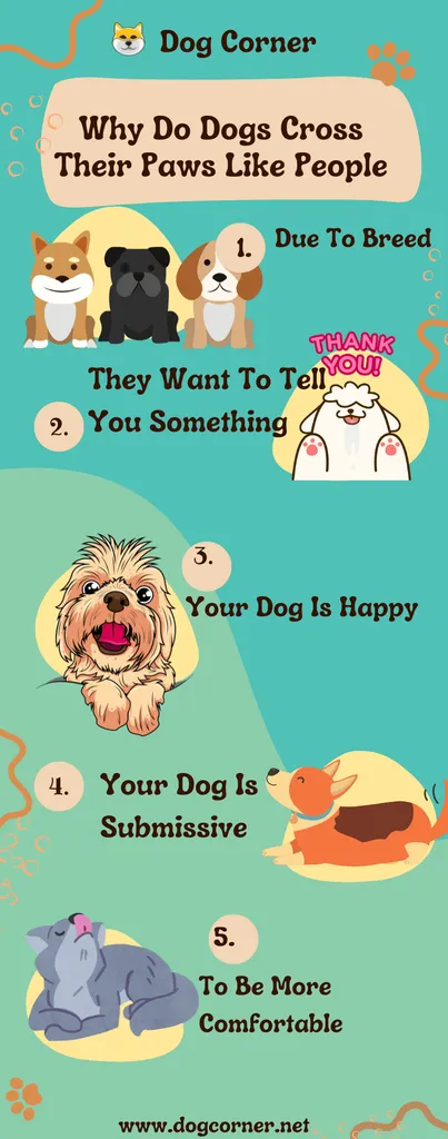 alasan mengapa dogas menyilangkan kaki mereka