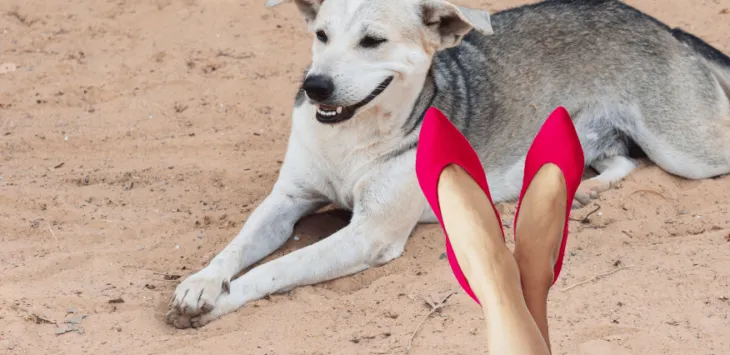 ¿Por qué los perros cruzan las patas como las personas?