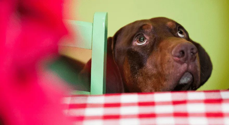 Alergia pokarmowa dla psa