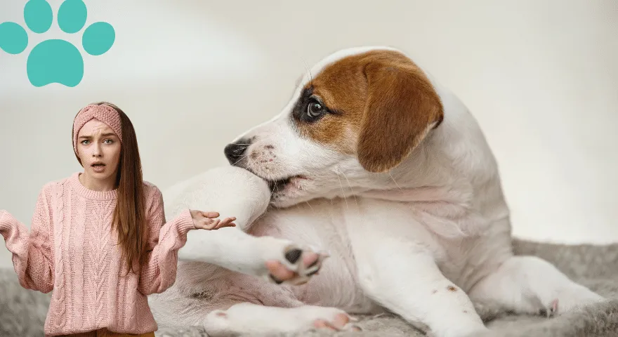 Dlaczego mój pies cały czas się gryzie