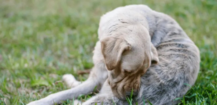 Hvorfor bliver min hund ved med at bide sig selv hele tiden
