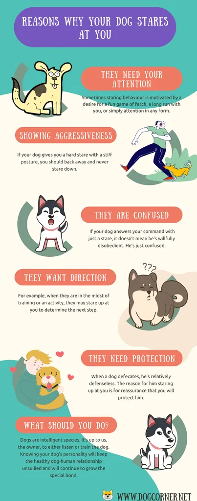 סיבות מדוע הכלב שלך בוהה בך