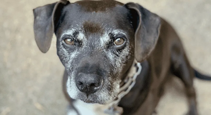 개들은 늙어간다