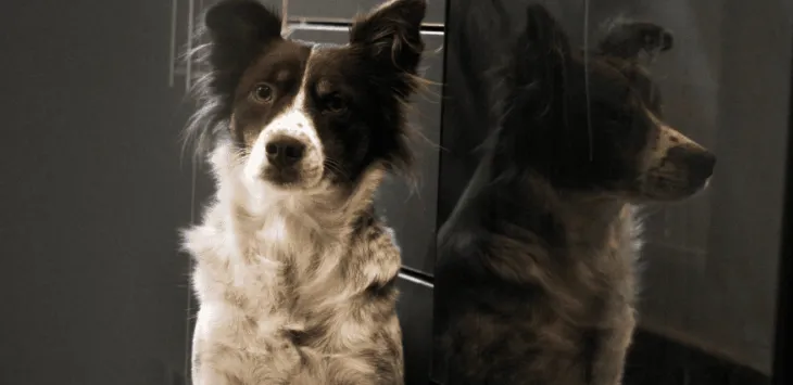 למה הכלב שלי אוכל רק בלילה?