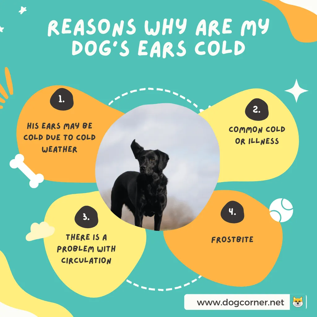 Powody, dla których uszy mojego psa są zimne' title='Dlaczego uszy mojego psa są zimne?