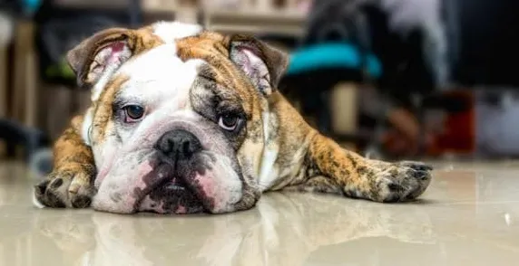 Dlaczego uszy mojego psa są zimne?