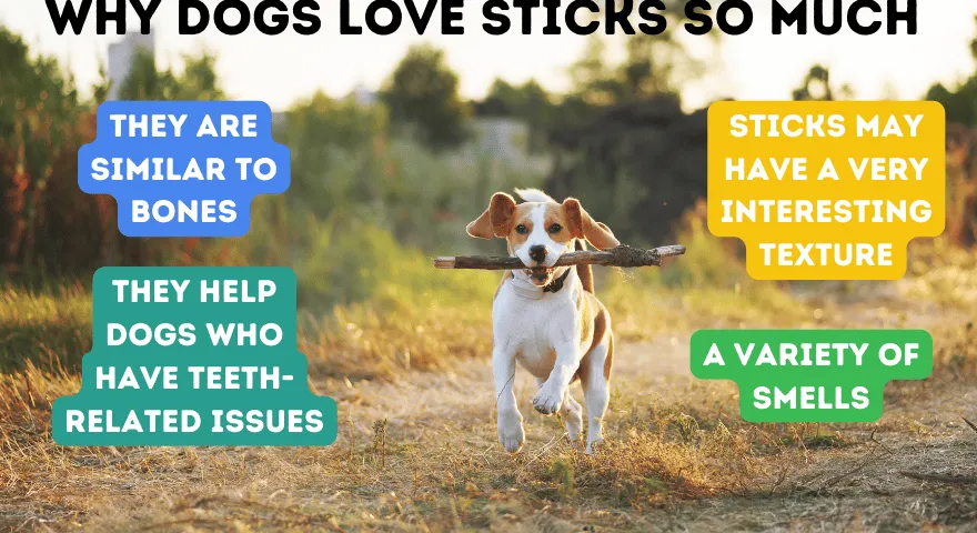 הנה למה כלבים אוהבים כל כך מקלות