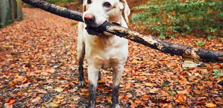 למה כלבים אוהבים לשאת מקלות בטיולים?