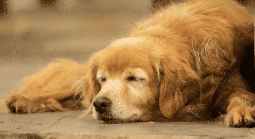 stary pies śpi na podłodze