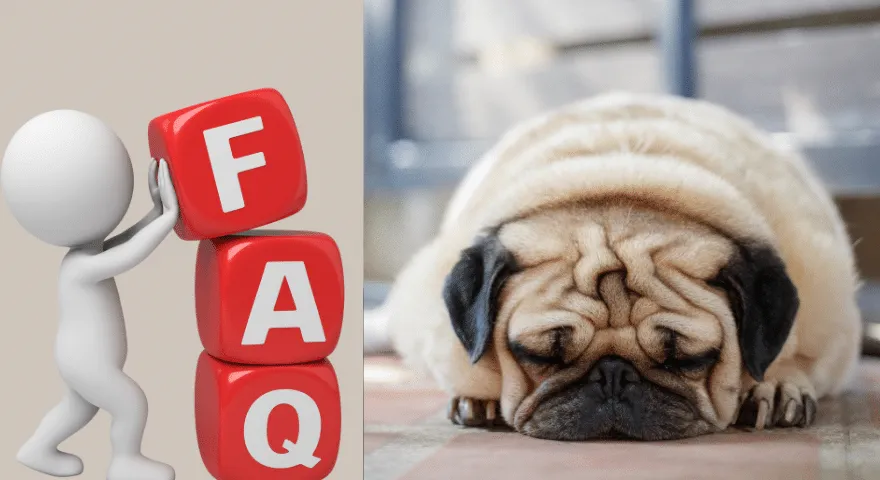 Dlaczego mój pies śpi na podłodze