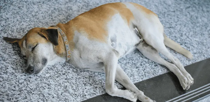 Dlaczego mój pies śpi na podłodze?