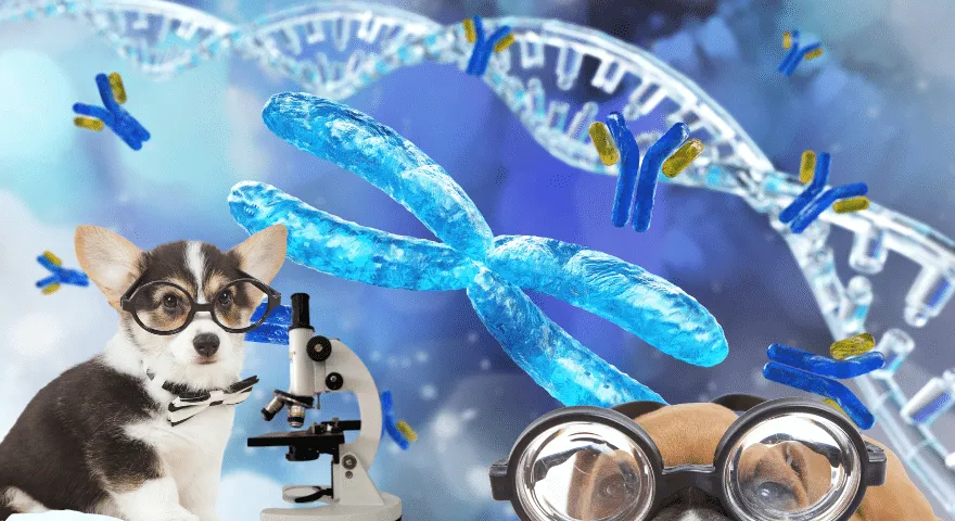 hunder har 39 kromosomer