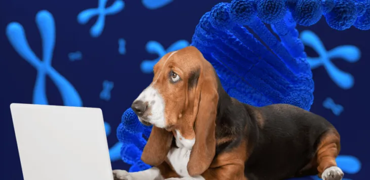 Hvorfor har hunder 39 kromosomer