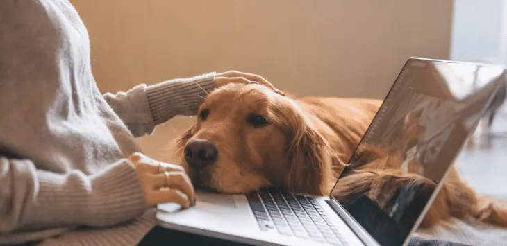 Dlaczego psy leżą w pobliżu ciebie