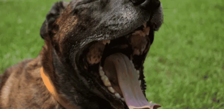 Perché i cani sbadigliano quando li baci?