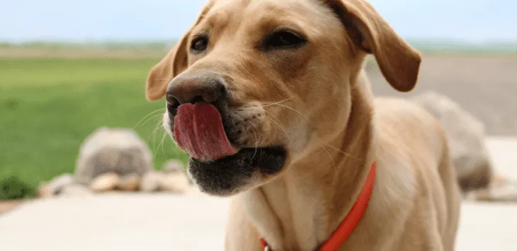 Kāpēc mans suns turpina laizīt lūpas?