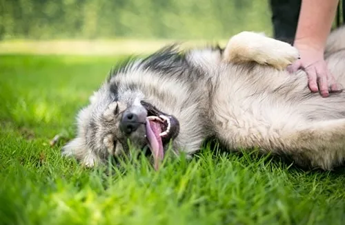 Dlaczego psy lubią głaskanie po brzuchu