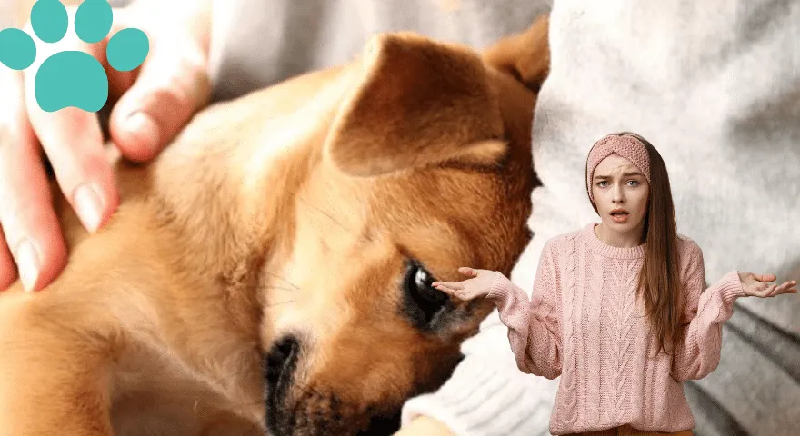 Hvorfor begraver min hund sit hoved i mig