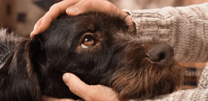 Waarom begraaft mijn hond zijn hoofd in mij?