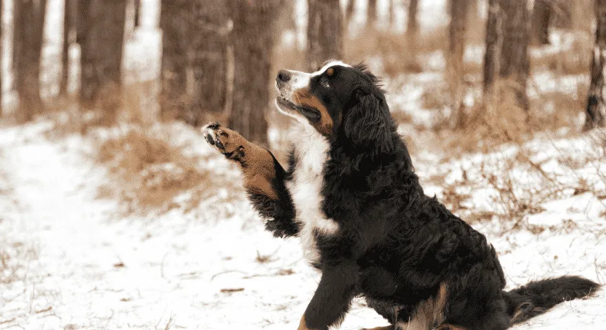 Dlaczego mój pies chce, żebym trzymał jego łapę