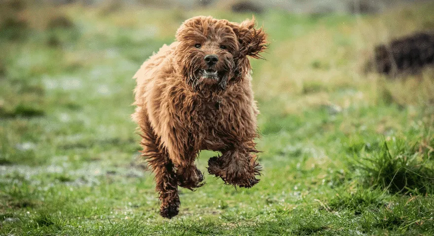 Mohou být Zoomies nebezpeční