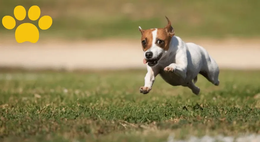 Waarom krijgen honden Zoomies?