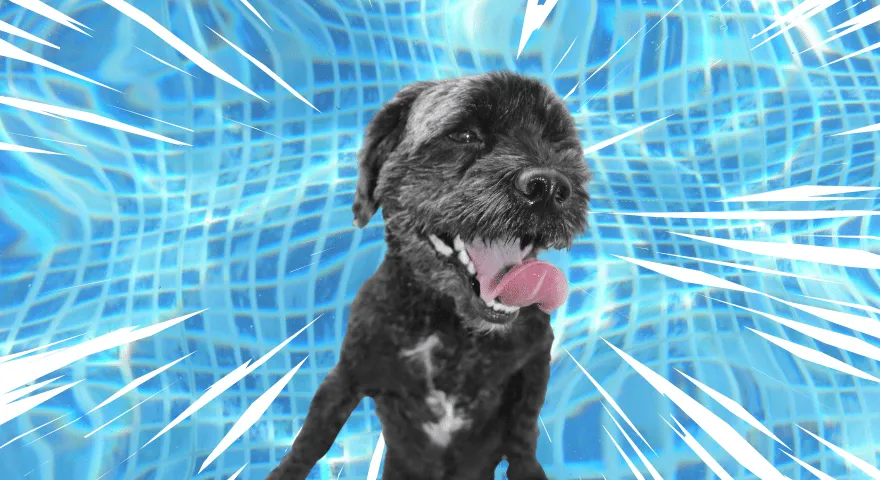 Dlaczego psy powiększają się po kąpieli