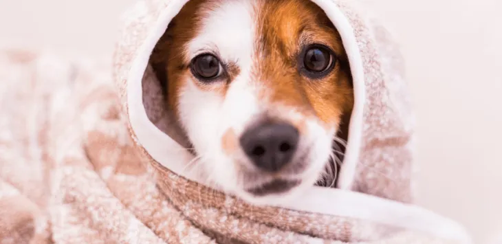Dlaczego psy powiększają się po kąpieli za każdym razem?