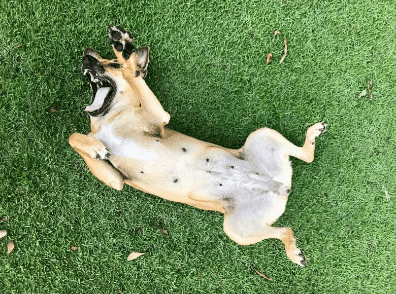 psí válení trávy