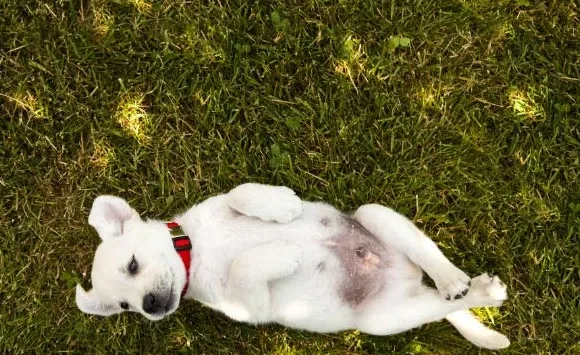 Proč mají psi bradavky