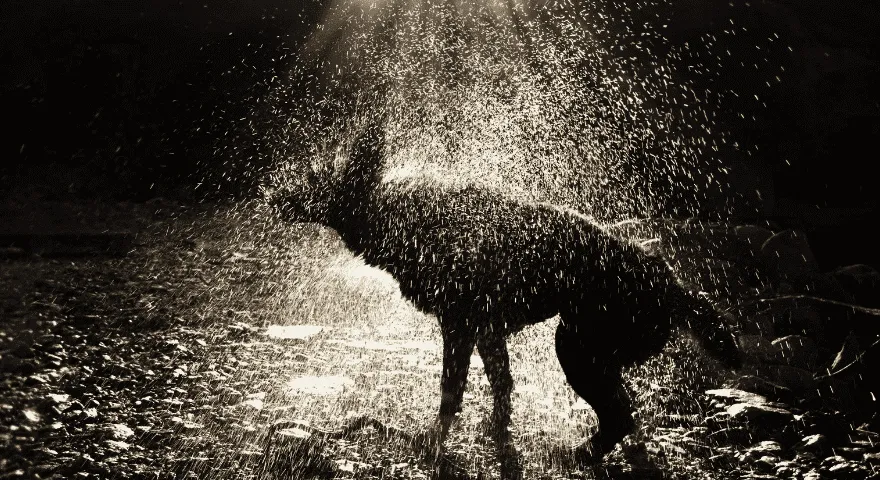 개가 흔들리는 이유