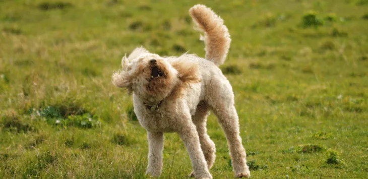 개들은 왜 가끔 털썩 주저앉는가?
