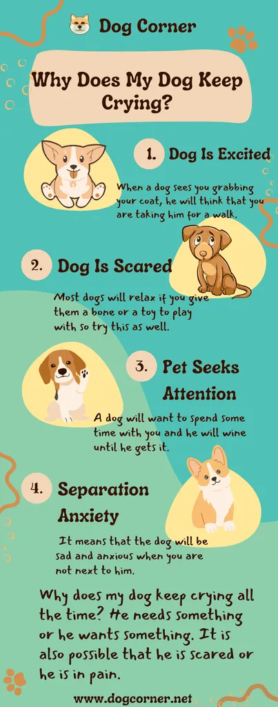 Główne powody, dla których mój pies ciągle płacze