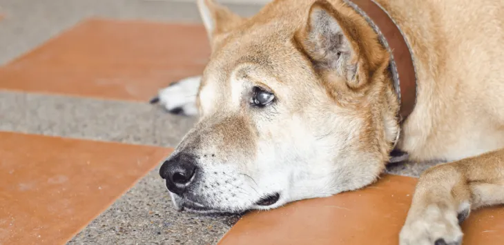 Dlaczego mój pies ciągle płacze?