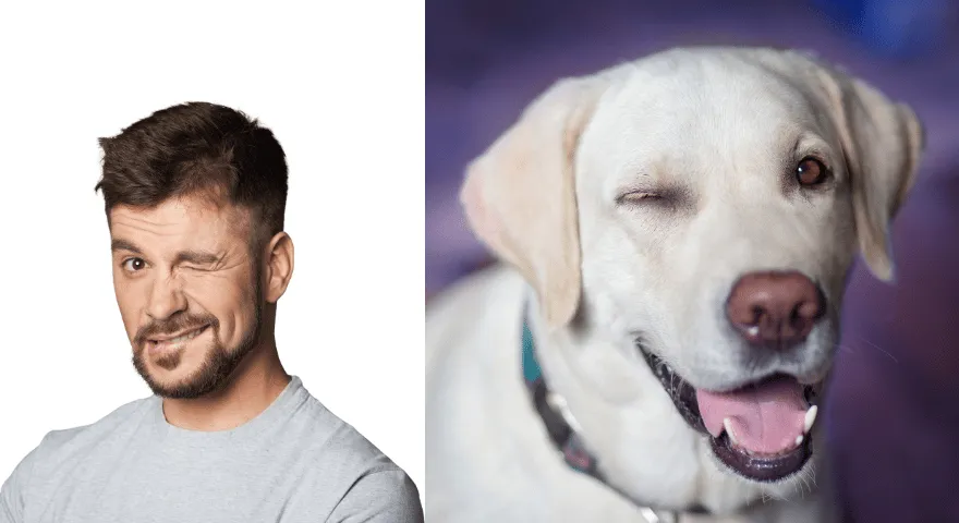 Co to znaczy, gdy psy mrugają na ciebie