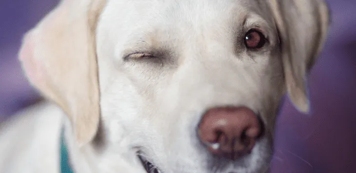 Què significa quan els gossos et parpellegen?