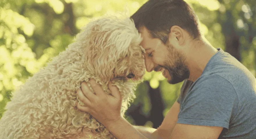 cachorro pula em dono