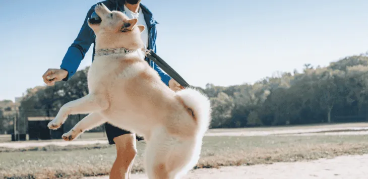 Pourquoi mon chien me saute-t-il dessus en marchant ?